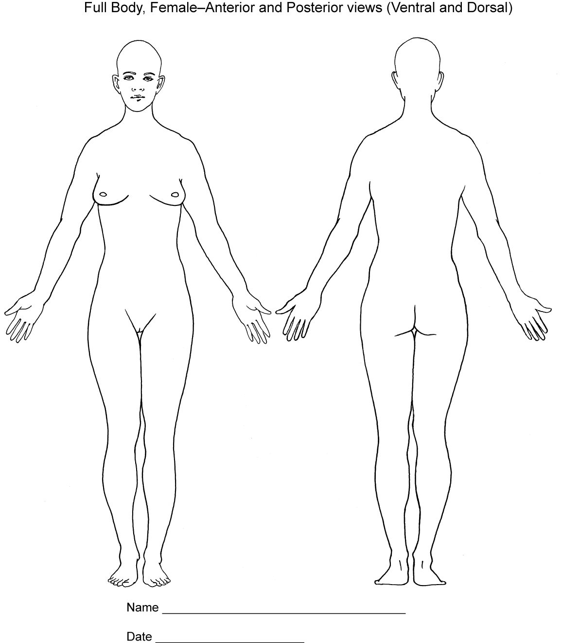 12+ Body Diagram - Printable Download